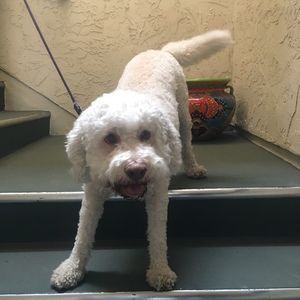 Meet your Posher, Posh